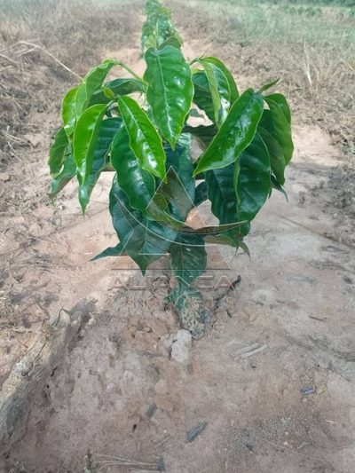 Fazenda, 93 hectares - Foto 4