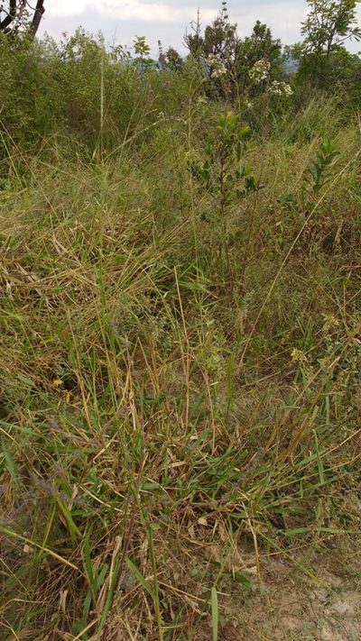 Terreno, 5000 m² - Foto 4