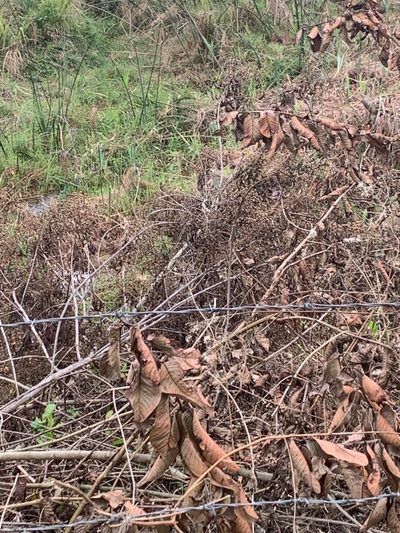 Terreno, 3 hectares - Foto 3