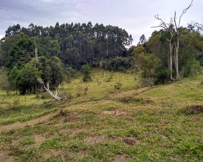 Chácara, 3 hectares - Foto 4