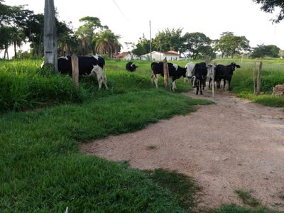 Chácara, 3 quartos, 6 hectares - Foto 3