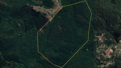 Sítio, 66 hectares - Foto 2