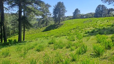 Terreno, 16 hectares - Foto 2