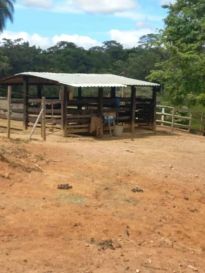 Sítio, 3 quartos, 3390 m² - Foto 3
