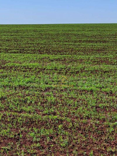 Fazenda, 4563 hectares - Foto 3