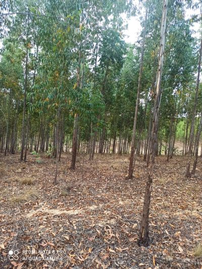 Fazenda, 1 quarto - Foto 3
