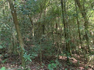 Terreno, 2 hectares - Foto 3