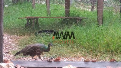 Fazenda, 77 hectares - Foto 3