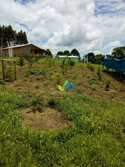 Chácara, 3 quartos, 4000 m² - Foto 3