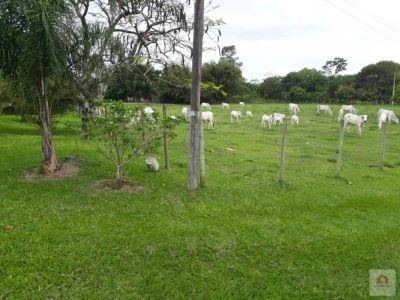 Terreno, 8 hectares - Foto 4