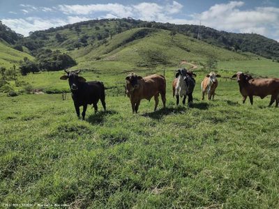 Fazenda, 150 hectares - Foto 3