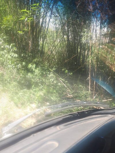 Terreno, 3 hectares - Foto 3