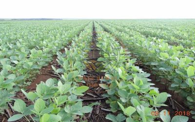 Fazenda, 2 hectares - Foto 4