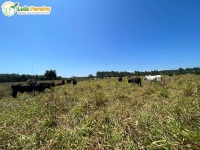 Terreno, 6500 m² - Foto 4