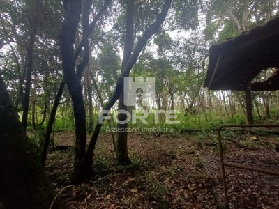Terreno, 3 hectares - Foto 4