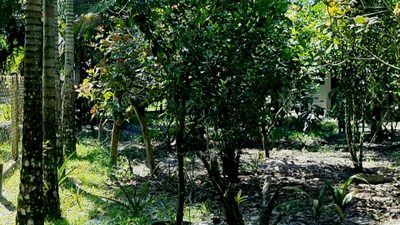 Chácara, 3 quartos, 2 hectares - Foto 4