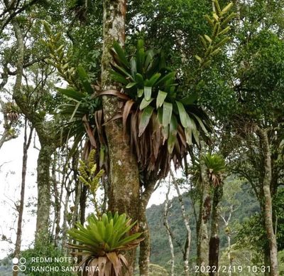 Sítio, 9 m² - Foto 2