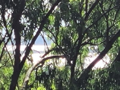 Sítio, 3929 m² - Foto 1