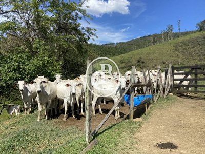 Sítio, 3 quartos, 58 hectares - Foto 4