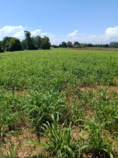 Terreno, 10 hectares - Foto 2