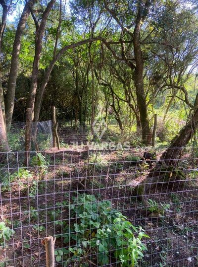 Sítio, 4 quartos, 4 m² - Foto 5