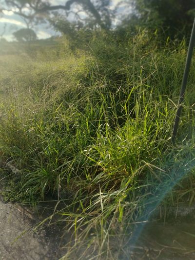 Terreno, 2000 m² - Foto 1