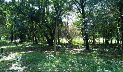Terreno, 2 hectares - Foto 3