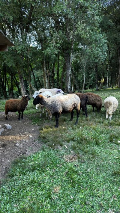 Sítio, 2 hectares - Foto 4