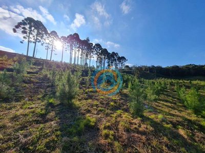Terreno, 2 hectares - Foto 4