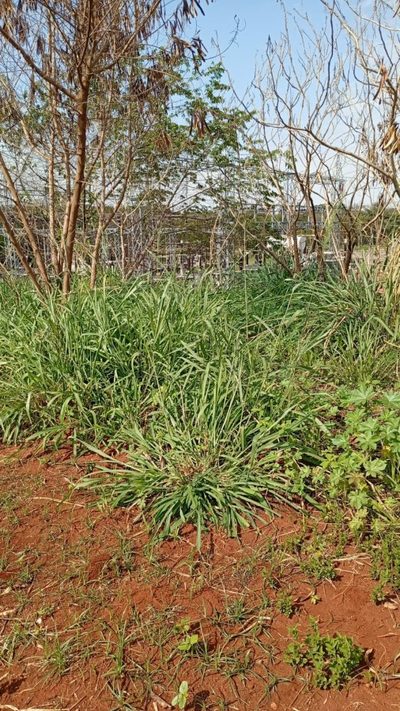 Terreno, 360 m² - Foto 3
