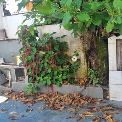 Casa, 5 quartos, 250 m² - Foto 3