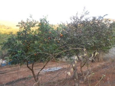 Terreno, 400 m² - Foto 5