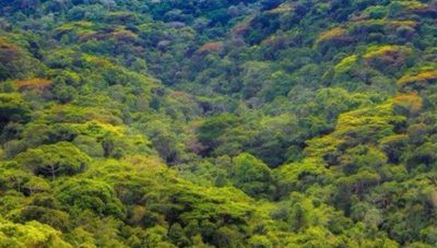 Terreno, 25 hectares - Foto 4