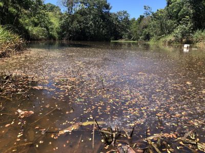 Fazenda, 12 hectares - Foto 4