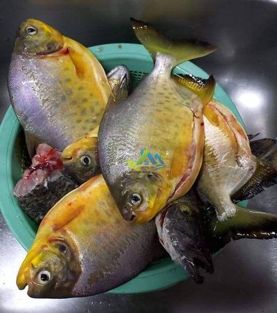 Chácara, 3 quartos, 5400 m² - Foto 3