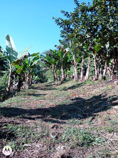 Terreno, 5 hectares - Foto 3