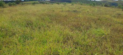 Fazenda - Foto 4