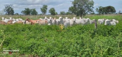 Fazenda - Foto 1