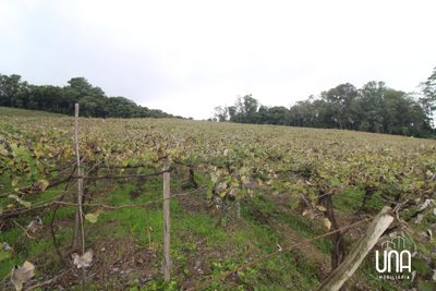 Chácara, 5 hectares - Foto 2