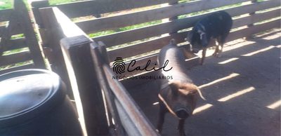 Sítio, 5 quartos, 4 hectares - Foto 4