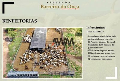 Fazenda, 9700 hectares - Foto 4