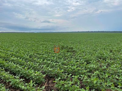 Fazenda, 7236 hectares - Foto 5