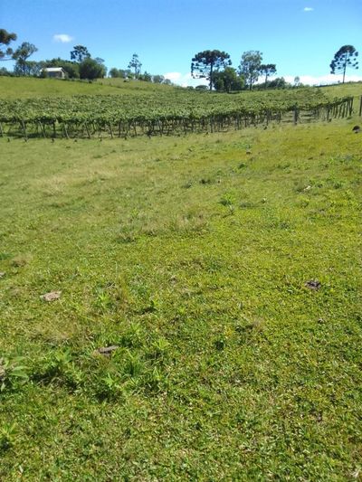 Sítio, 2 quartos, 6 hectares - Foto 4