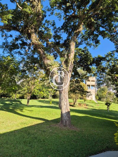 Sítio, 4 quartos, 27 hectares - Foto 4