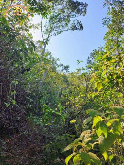 Terreno, 3 hectares - Foto 3