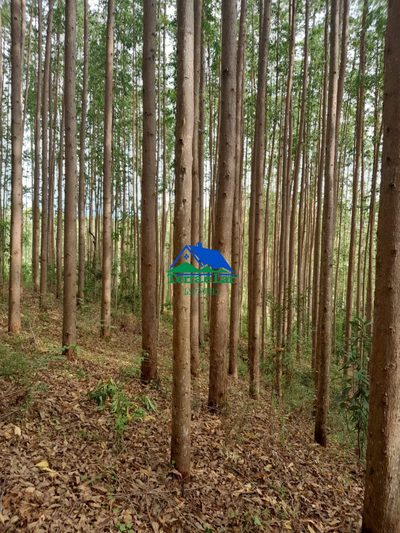 Terreno, 75 hectares - Foto 2