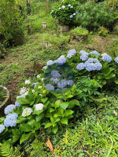 Sítio, 6 quartos, 14 hectares - Foto 5