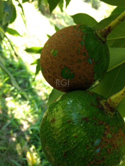 Sítio, 1 quarto, 6750 m² - Foto 4