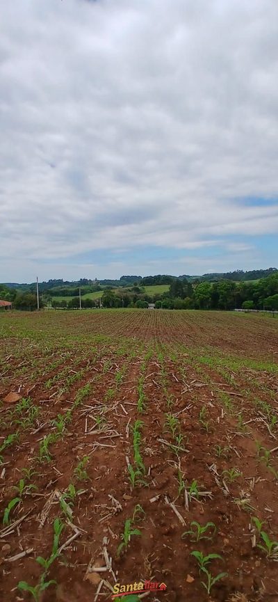 Sítio, 7 hectares - Foto 4