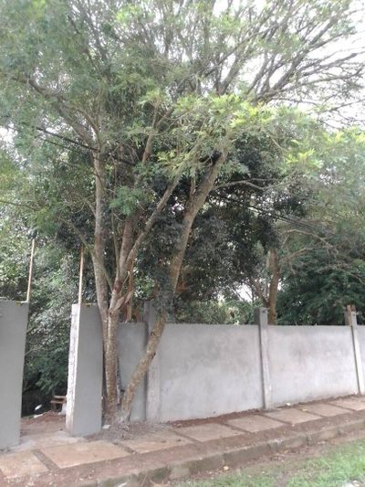 Terreno, 1500 m² - Foto 4